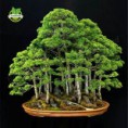 /album/galerie-de-photos-produits-1/a20-juniper-bonsai-tree-potted-flowers-office-bonsai-purify-the-air-absorb-harmful-gases-free-shipping-jpg-350x350-1-jpg/